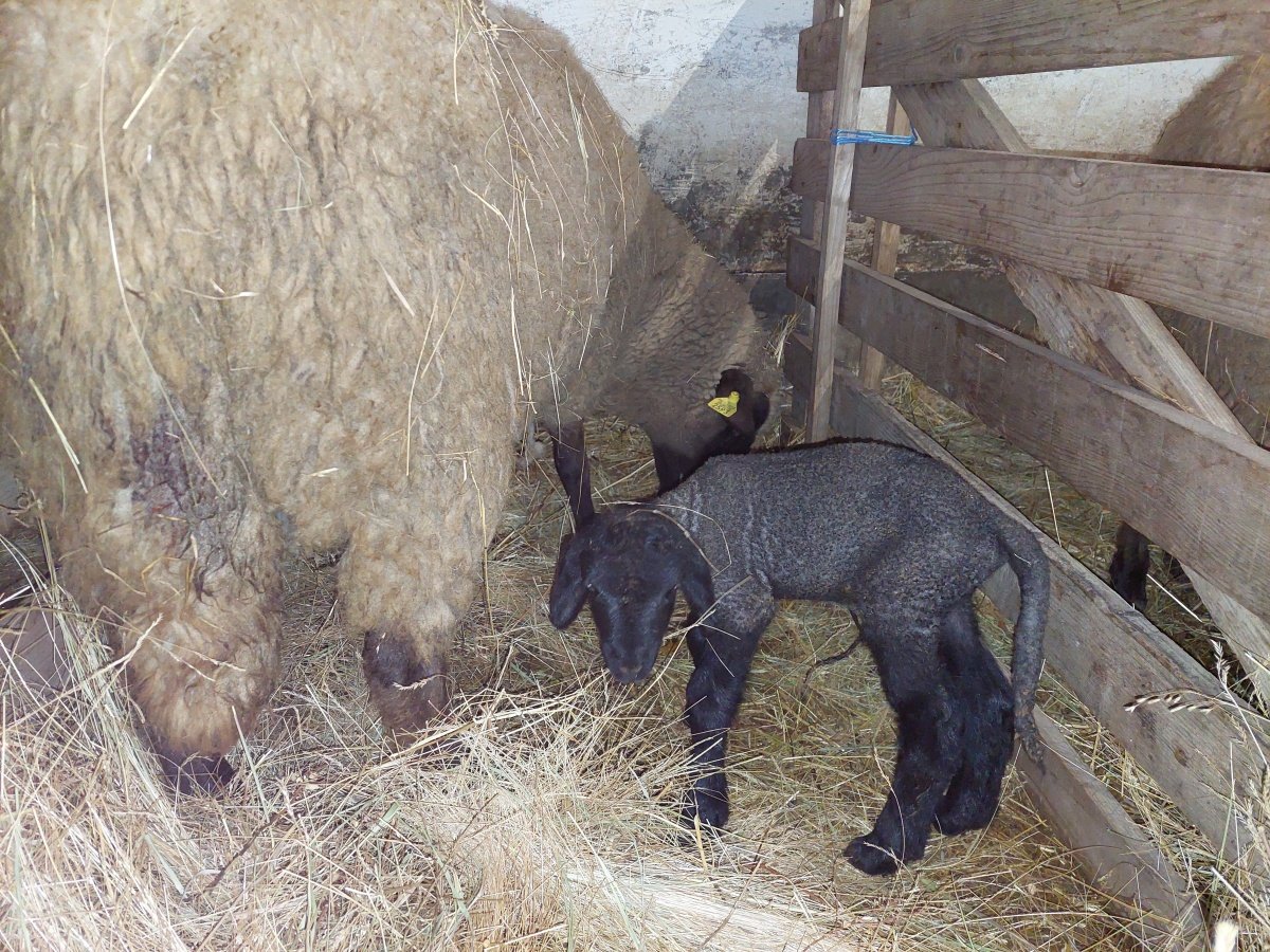 Kosbárány érkezésével kezdődött az ellési időszak Kardoskúton