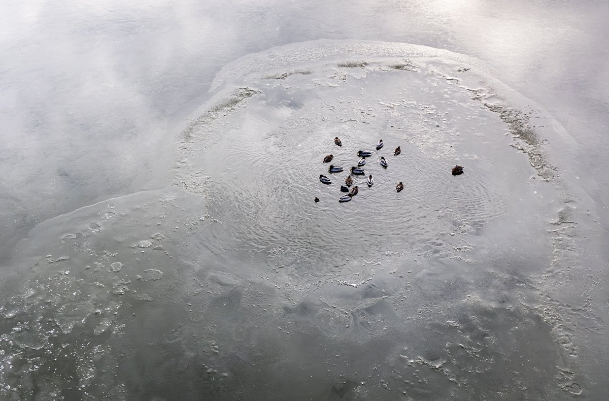 A kemény hidegben lihogókat tartanak fenn a madarak
