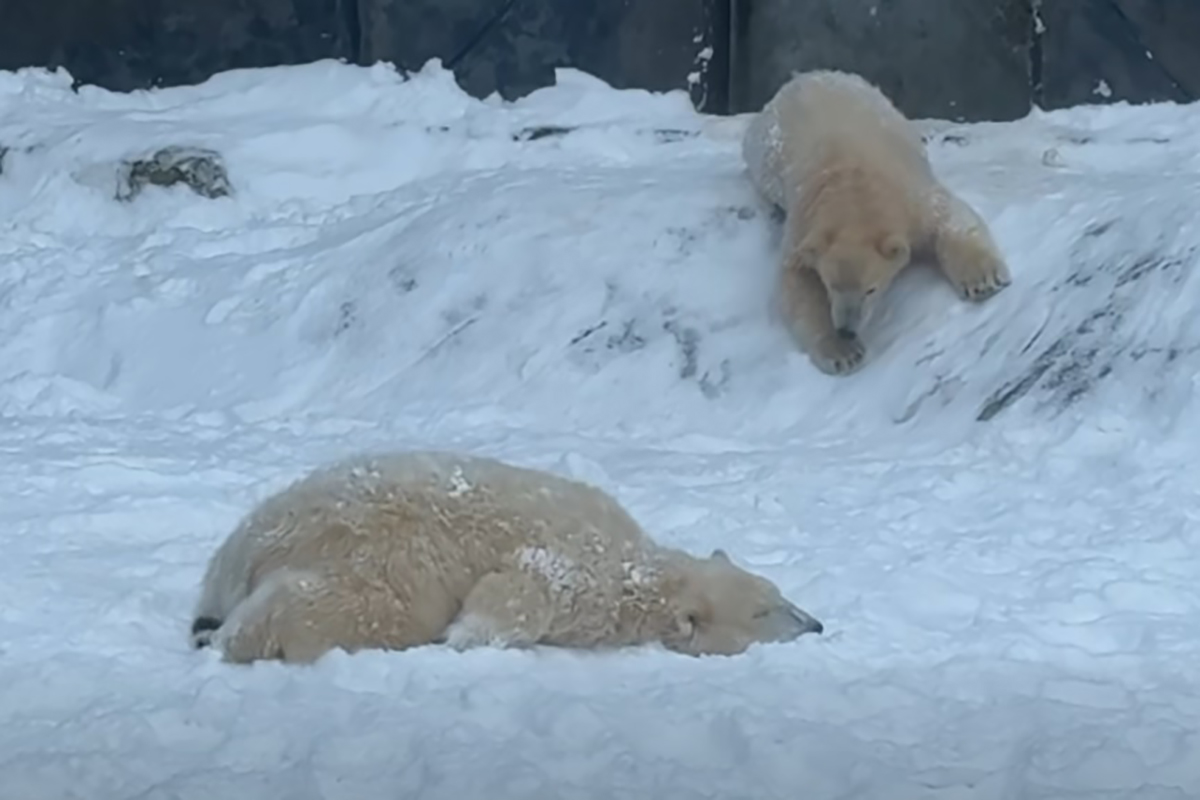 Első hó, első kaland: vidáman játszottak a jegesmedvebocsok Nyíregyházán