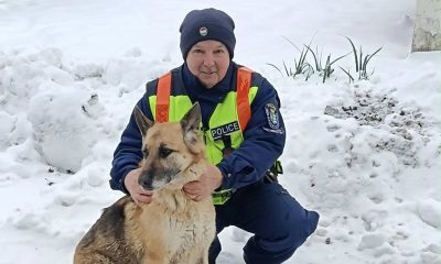 pipacs az eltűnt kutyus