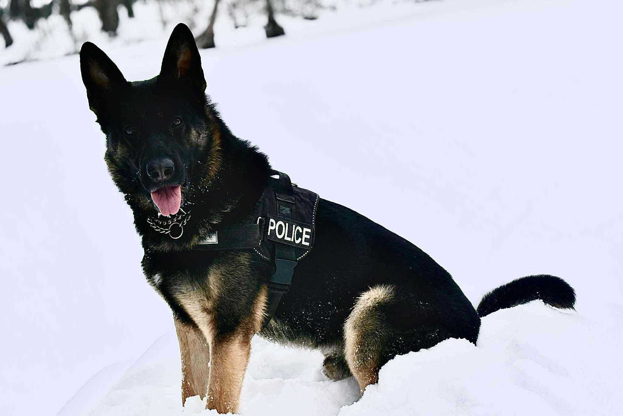 Téli tanácsok állattartóknak Cody, a rendőrkutya példáján