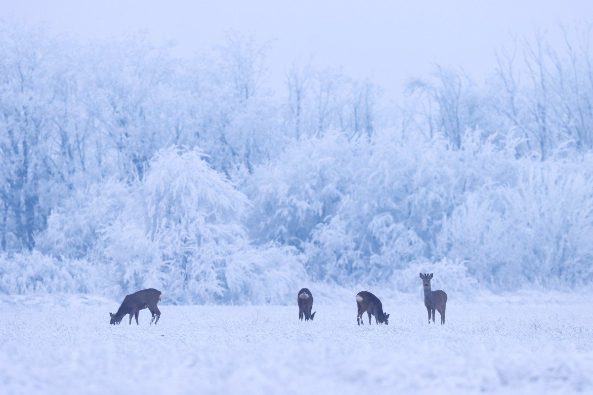 Mesés téli tájkép