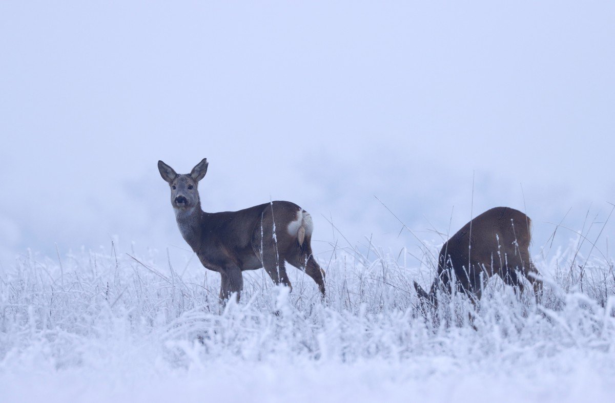 Mesébe illő téli táj: zúzmarába öltözött a Körös–Maros Nemzeti Park