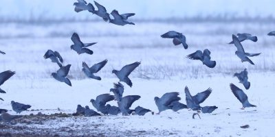 Ökológiai kapcsolatok a hó borította Csanádi pusztákon