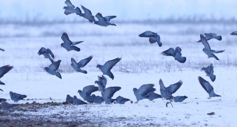 Ökológiai kapcsolatok a hó borította Csanádi pusztákon
