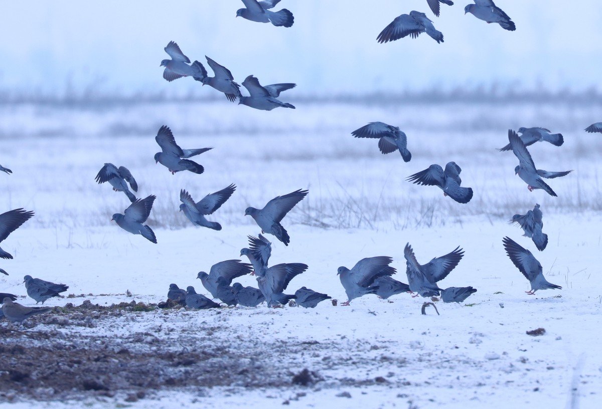 Ökológiai kapcsolatok a hó borította Csanádi pusztákon