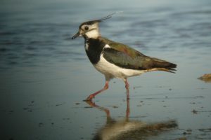 Aranylilék és bíbicek