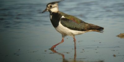 Aranylilék és bíbicek