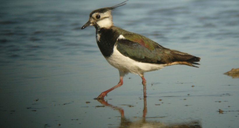 Aranylilék és bíbicek