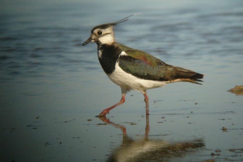 Aranylilék és bíbicek