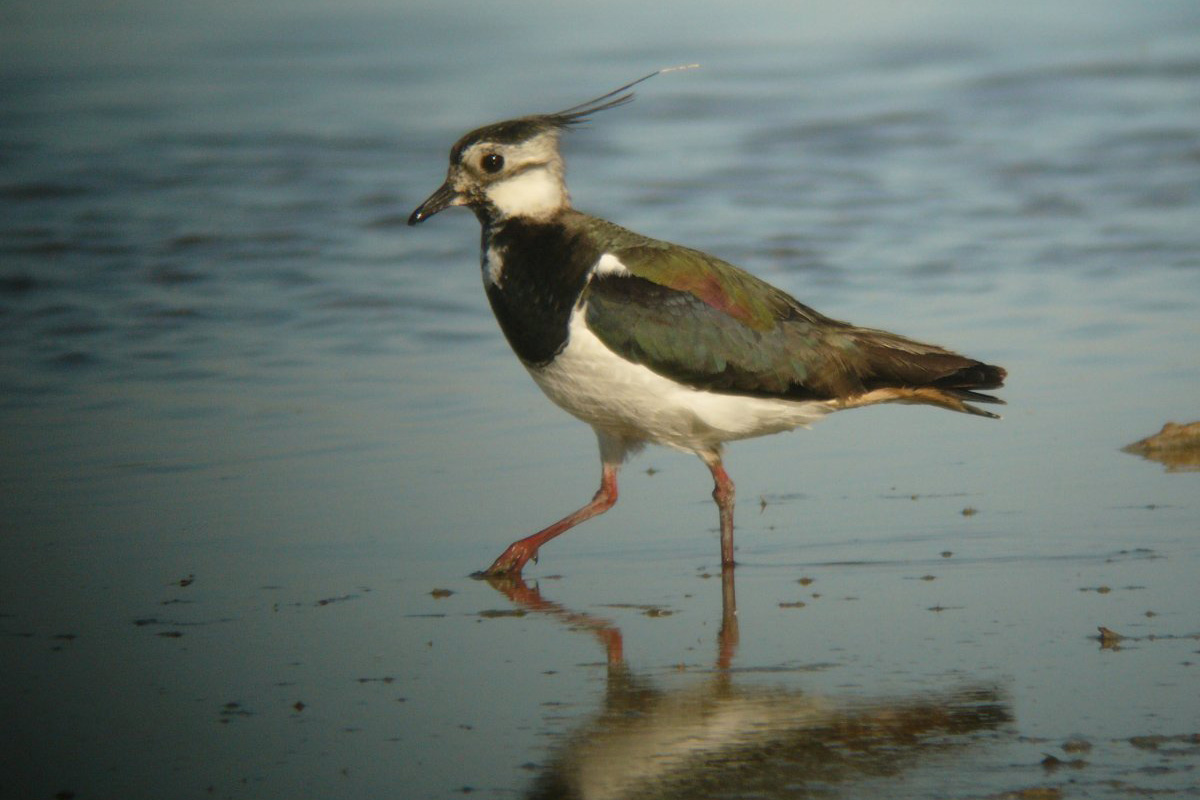 Aranylilék és bíbicek is felbukkantak már Kardoskúton