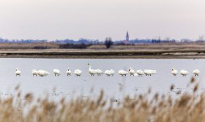 Rekordszámú kis hattyú