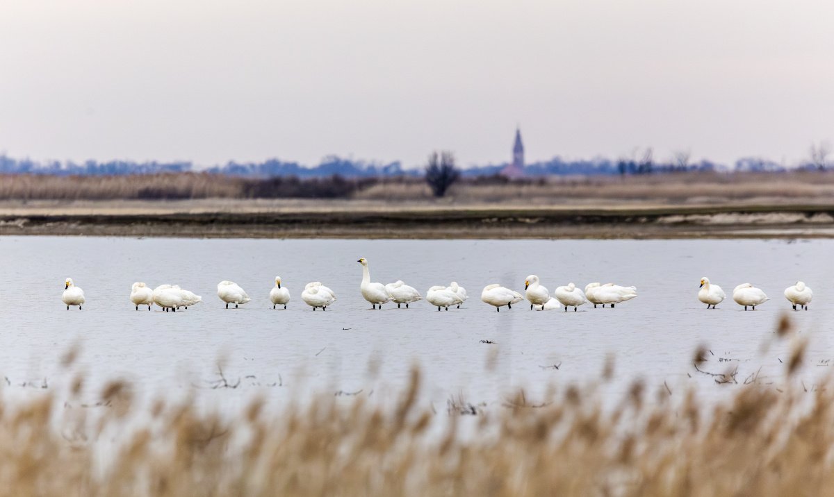 Történelmi rekord a Fehér-tónál: 27 kis hattyú pihent meg Kardoskúton