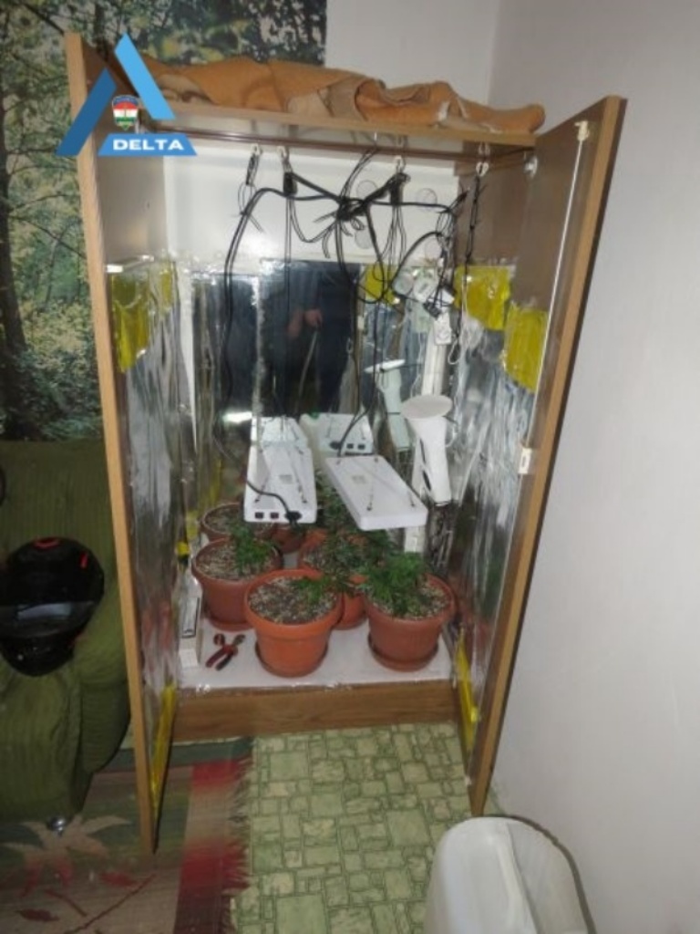 ruhásszekrényben termesztett kábítószert