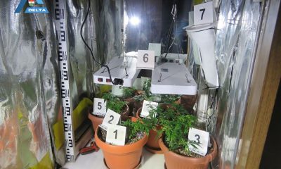 ruhásszekrényben termesztett kábítószert