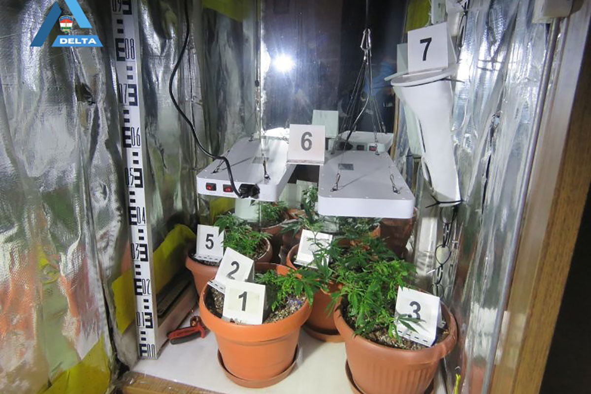 Ruhásszekrényben nevelt kábítószert tartalmazó kendert egy férfi Nagybánhegyesen