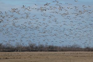 Élénkül a madárvonulás