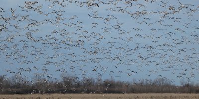 Élénkül a madárvonulás