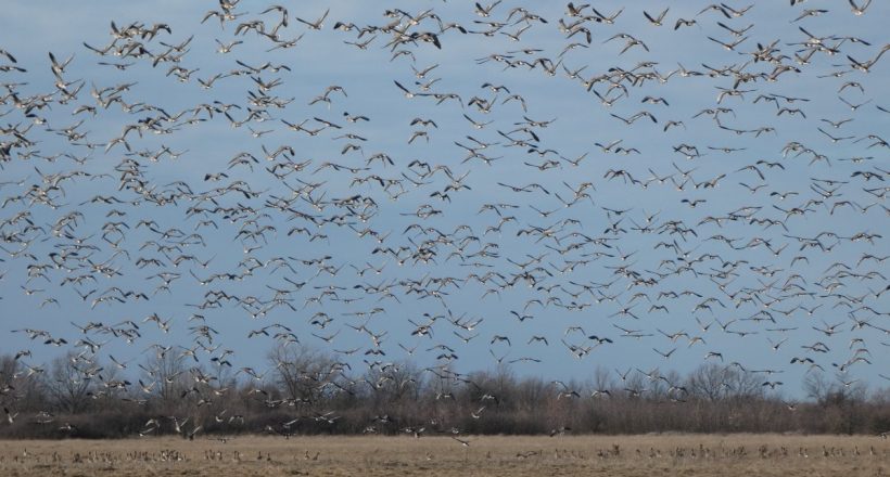 Élénkül a madárvonulás