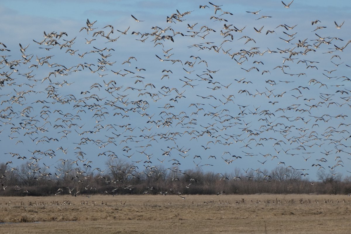 Vadludak, récék, nagy pólingok – Élénkül a madárvonulás a Kis-Sárréten