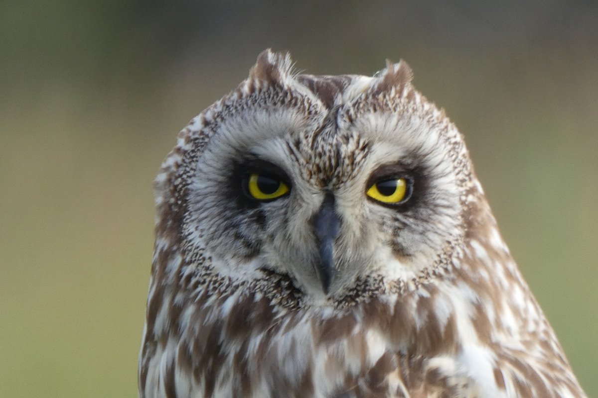 Ismét nagy számban teleltek réti fülesbaglyok a Kis-Sárréten
