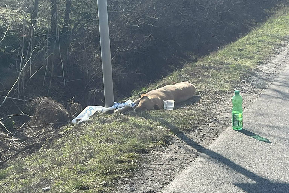 rendőr mentette meg a kutyát