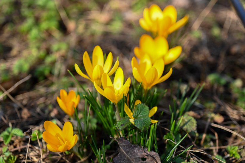 virág, tavasz, időjárás