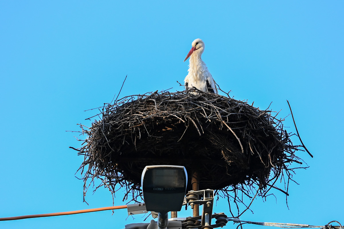Békéscsabán ezúttal a Lencsésin láthattunk gólyát