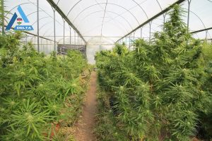 drogfogás Békésben