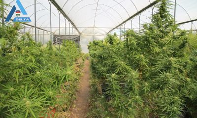 drogfogás Békésben