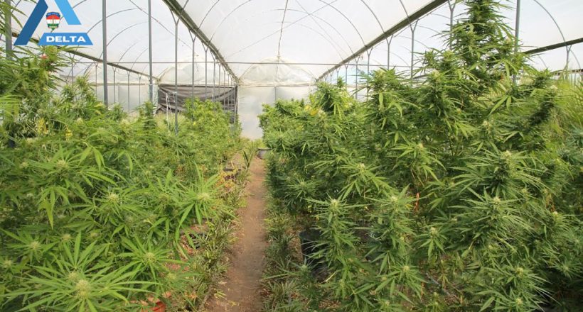 drogfogás Békésben