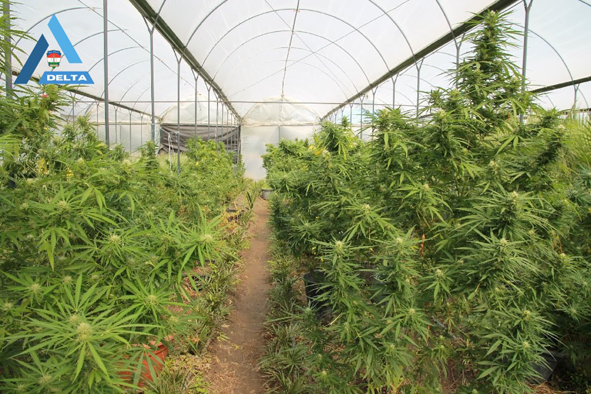 238 kilogramm drogot vont ki a forgalomból a rendőrség Békésben egy év alatt