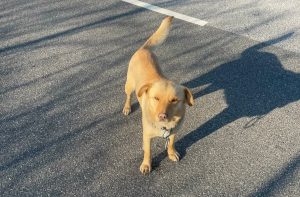 rendőr mentette meg a kutyát