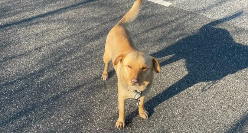 Az út közepén pihent a barátságos kutyus, rendőr lett a megmentője
