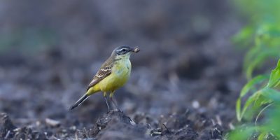 énekesmadarak, Sárgabillegető