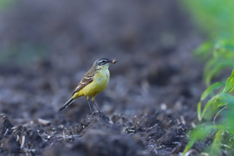 énekesmadarak, Sárgabillegető