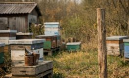 méz, méhész, méhészet