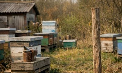 méz, méhész, méhészet