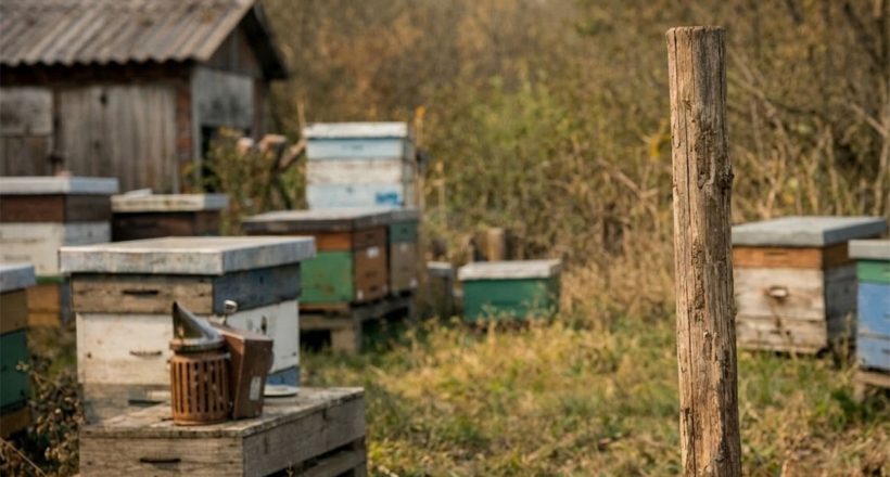 méz, méhész, méhészet