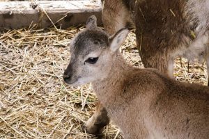 Új jövevény a Körösvölgyi Állatparkban: muflonbárány született