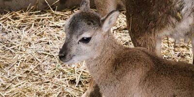 Új jövevény a Körösvölgyi Állatparkban: muflonbárány született