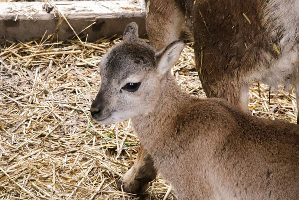 Bájos jövevény érkezett a Körösvölgyi Állatparkba