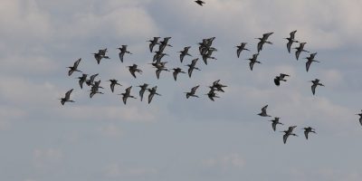 Tavaszi madárvonulás