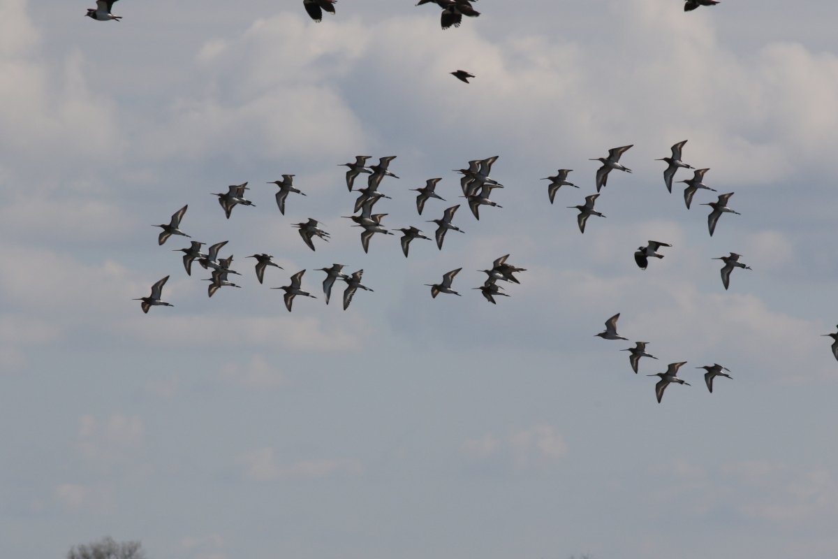 Tavaszi madárvonulás a Dévaványai-Ecsegi pusztákon