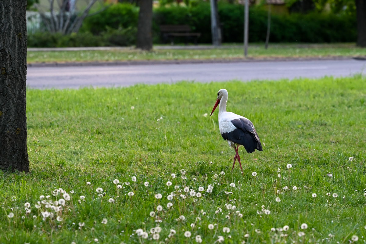 Szombatig meleg, tavaszias idő várható, vasárnap hidegfront hoz lehűlést