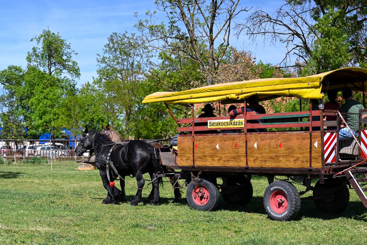 Állatsimogatóval és lovaskocsizással nyitott a Gabonamúzeum