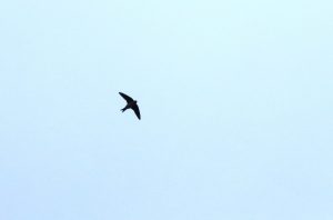 Megérkeztek az első fecskék a Csanádi pusztákra