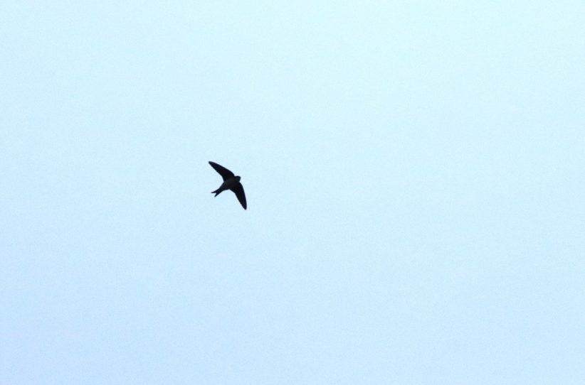 Megérkeztek az első fecskék a Csanádi pusztákra