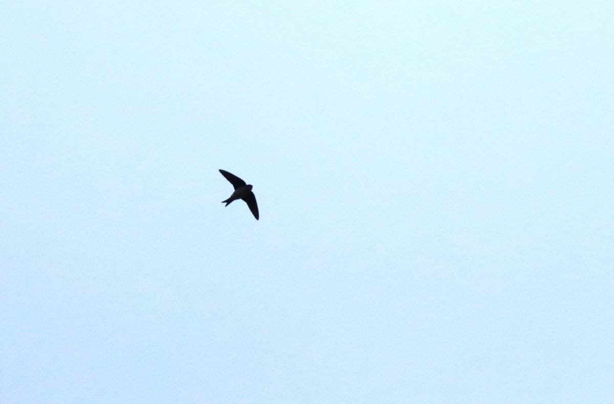 Megérkeztek az első fecskék a Csanádi pusztákra