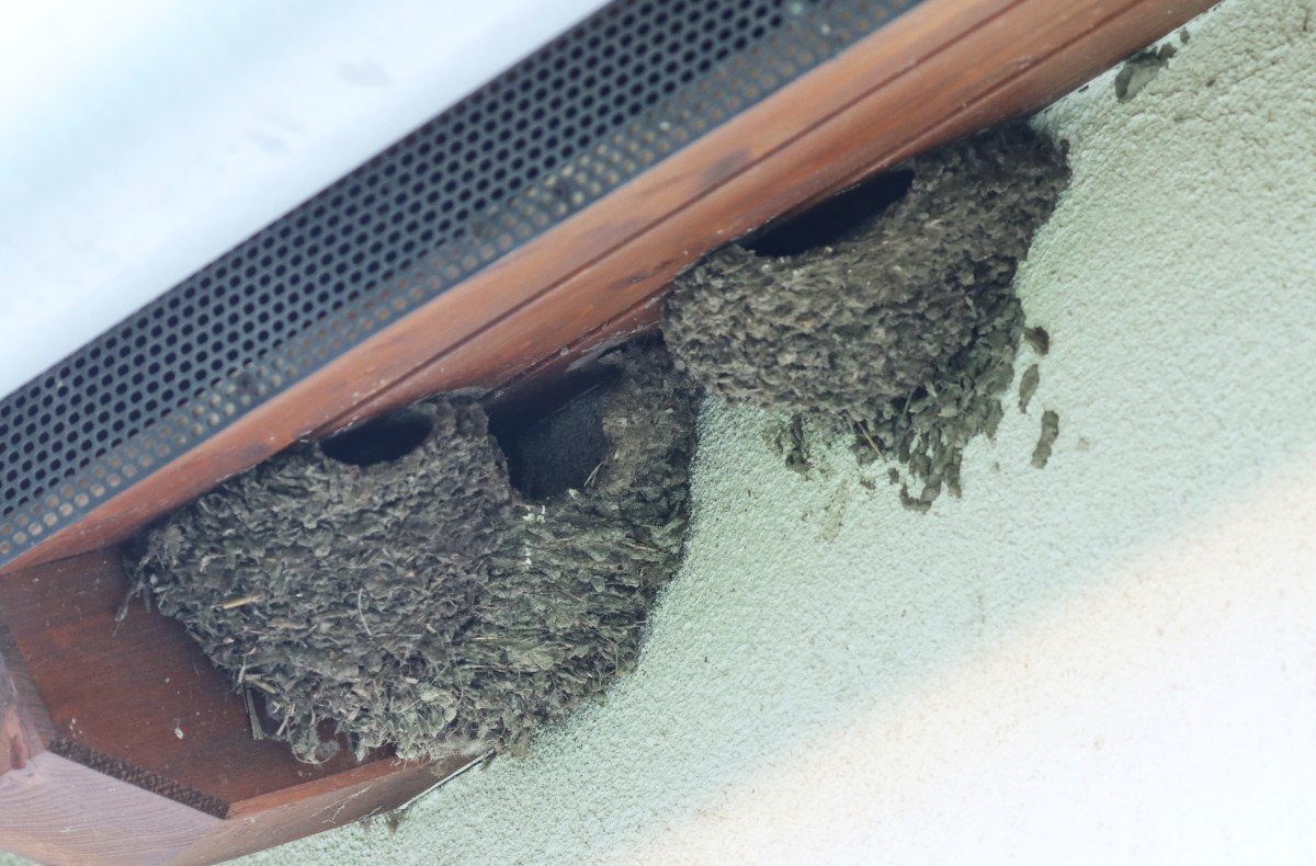 Megérkeztek az első fecskék a Csanádi pusztákra